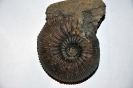 Kepplerites-gowerianus