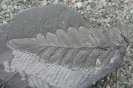 Pflanzliche Fossilien