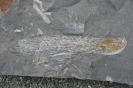 Pflanzliche Fossilien
