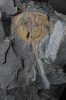 Karbon