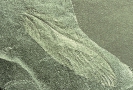 Tierische Fossilien