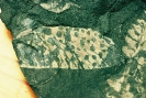 Tierische Fossilien