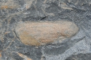 Süßwassermuschel Anthraconaia pruvosti
