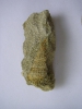 Cerithium sp.