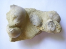 Oberkreide
