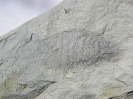 Palaega sp. (Meeresassel)