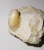Fossilien
