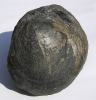 Fossilien