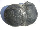 Fossilien