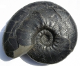 Prodichotomites hollwedensis