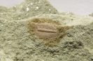 Osteolepis sp.