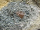 Rhinodipterus secans (Gross,1956)