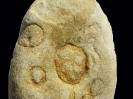 Spurenfossil Conichnus sp.