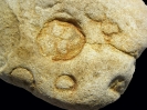 Spurenfossil Conichnus sp.