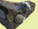 Galerites vulgaris (LESKE, 1778)