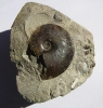 Ammonit Platylenticeras latum (4,5cm)