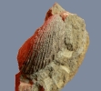 Kreide