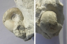 Schnecke Megalomphala crassiuscula