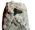 Silur