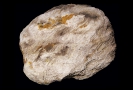 Verkieseltes Holz
