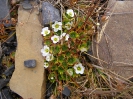 Landschaft, Pflanzen und Tiere