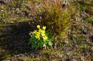 Landschaft, Pflanzen und Tiere